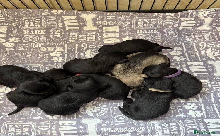 Miniature Schnauzer dogs - Advert 3