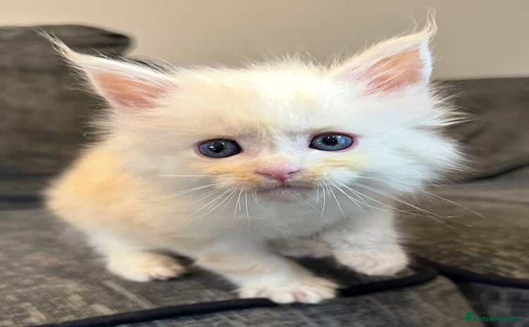Maine Coon cats - Advert 5