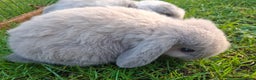 Mini Lop rabbits for sale: Baby Mini Lops - Advert 3