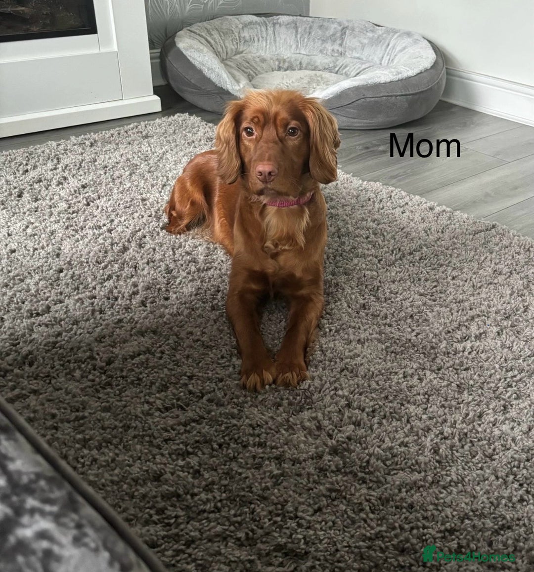 Cockapoo dogs for sale: Beautiful cockapoos puppies  - Advert 13