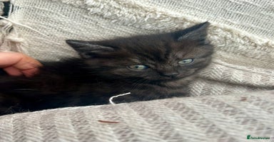 Domestic Shorthair cats *ONE AVAILABLE* GORGEOUS FLUFFY DARK TABBY KITTENS - Advert 11