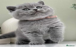 British Shorthair cats for sale: Gccf reg bsh kitten  - Image 1