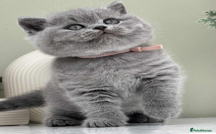 British Shorthair cats - Advert 3