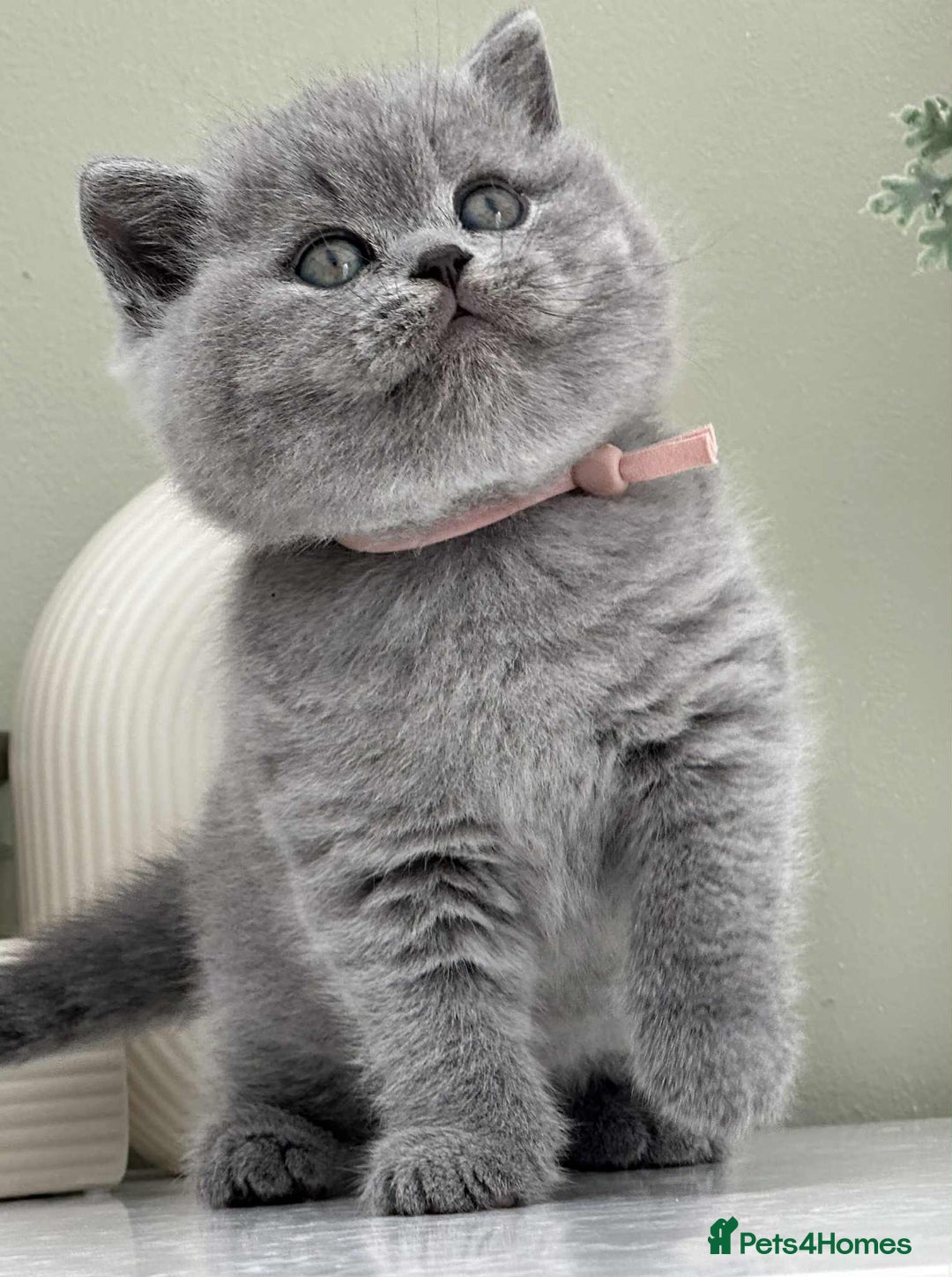 British Shorthair cats for sale: Gccf reg bsh kitten  - Image 1