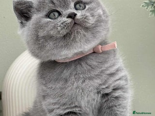 British Shorthair cats - Advert 1