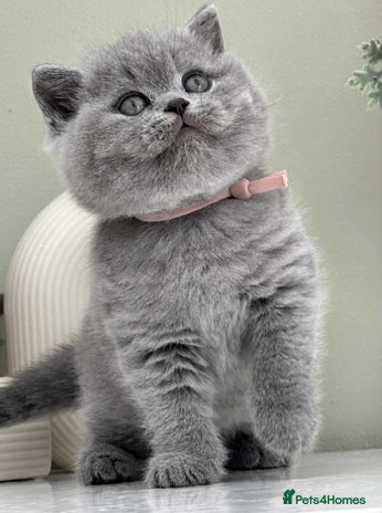 British Shorthair cats - Advert 13