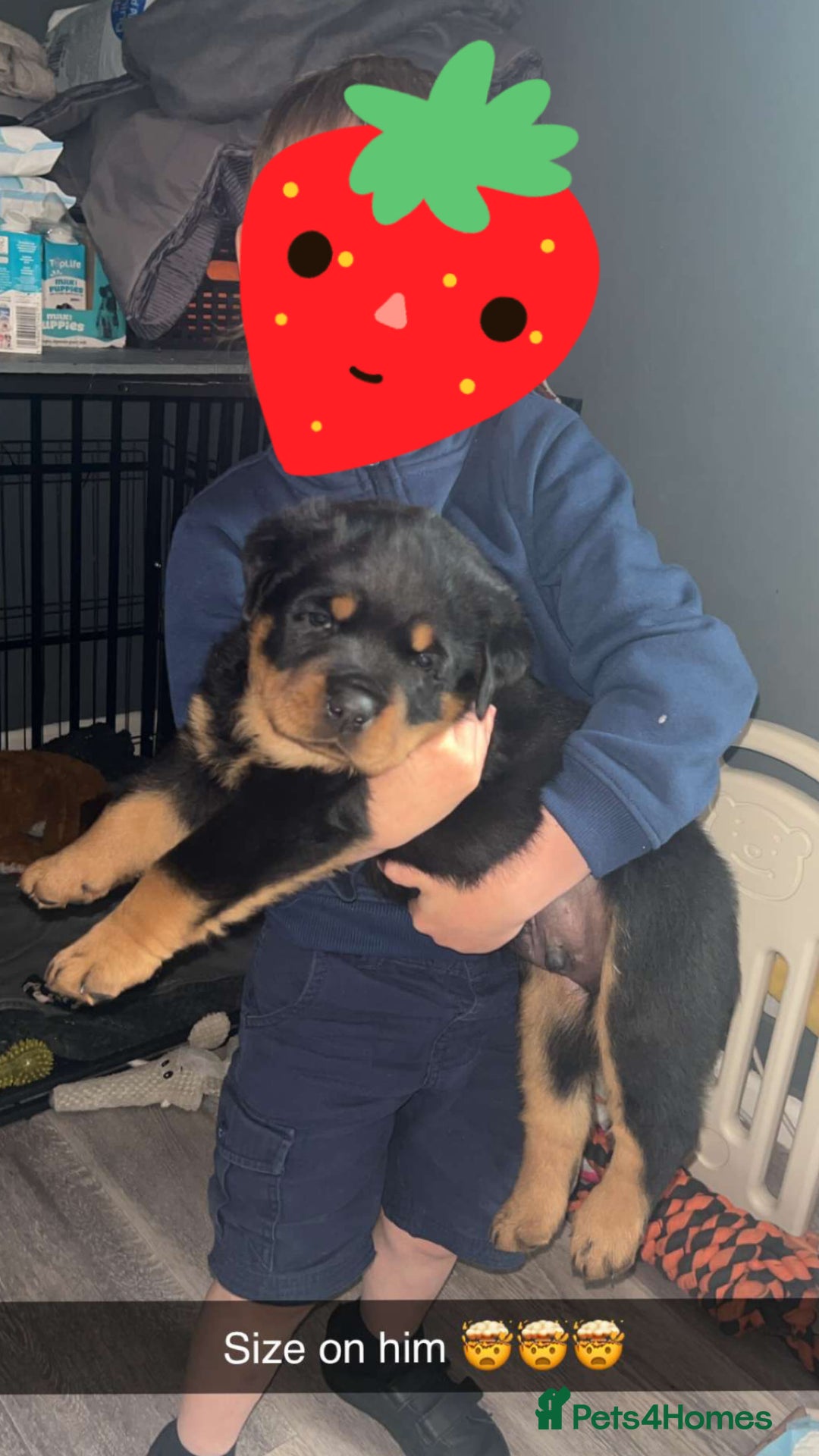 Rottweiler dogs for stud: Stunning KC registered fully health tested male   in Burnley - Image 12