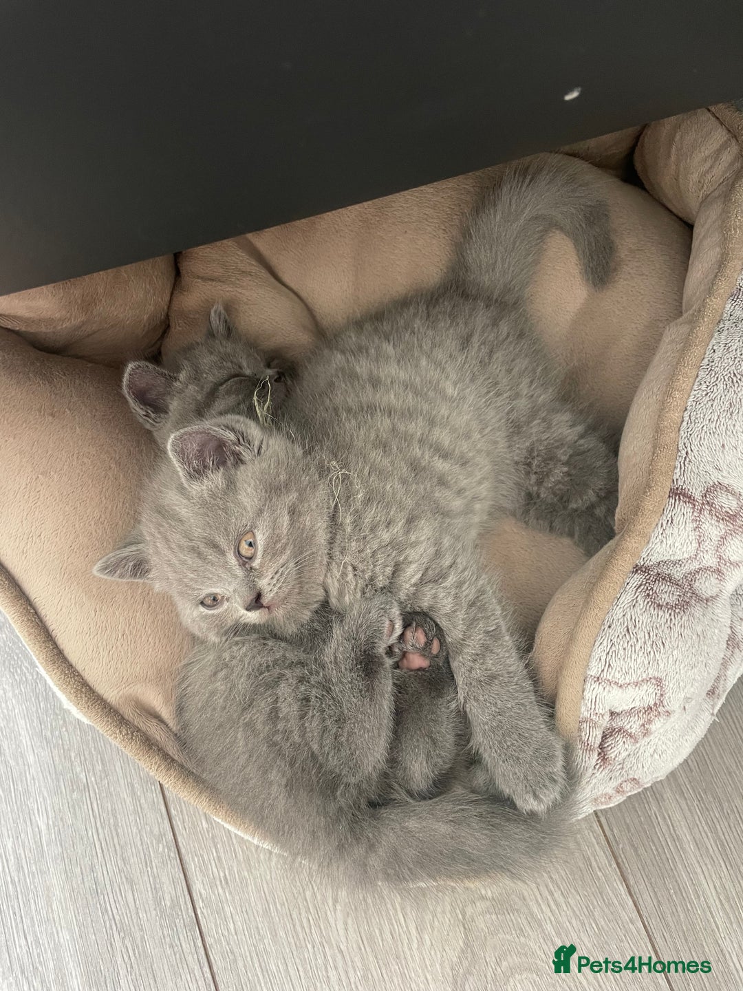 British Shorthair cats for sale: Wonderful, fluffy British Shorthair kittens - Image 10