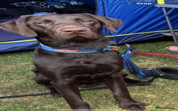 Labrador Retriever dogs for sale: Lennys needs a new home ( please read full advert) - Image 4