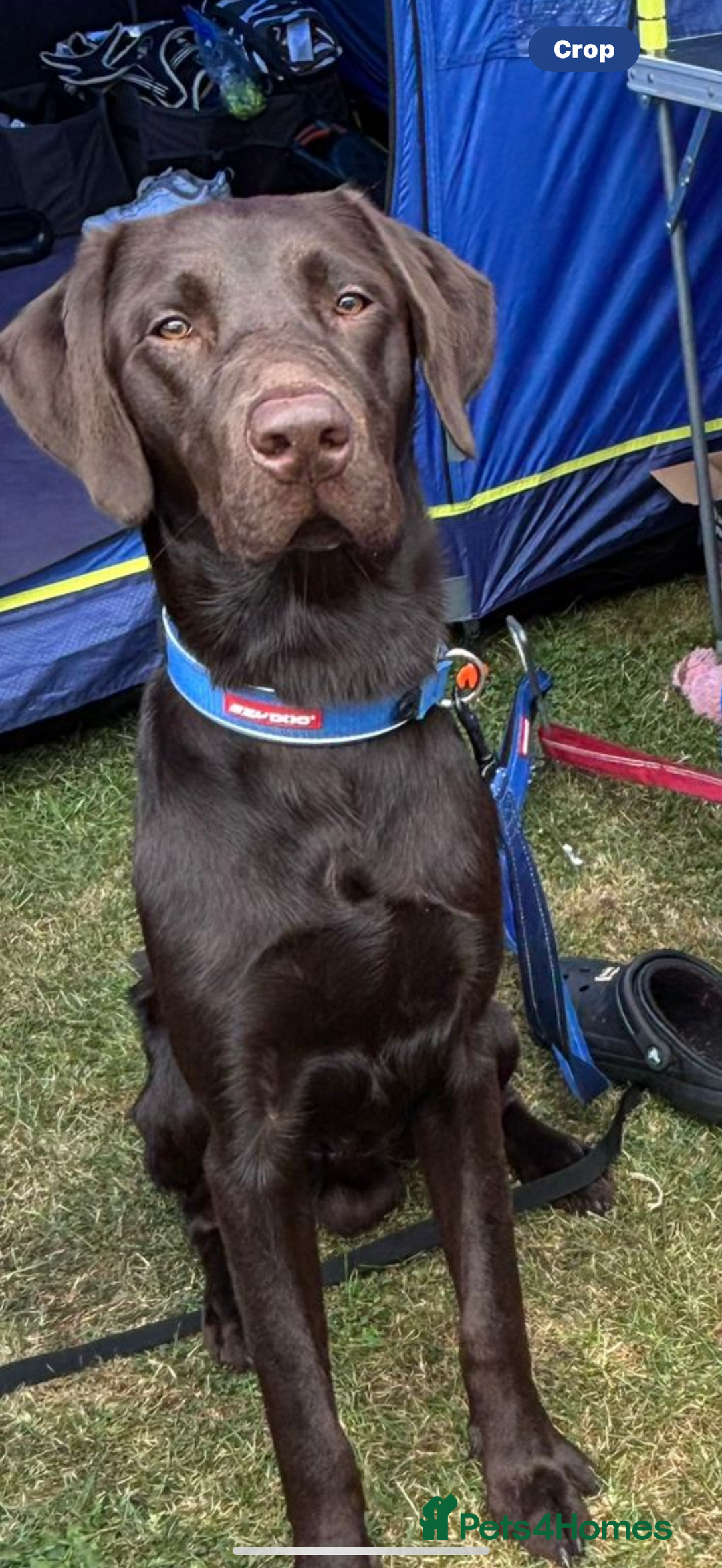 Labrador Retriever dogs for sale: Lennys needs a new home ( please read full advert) - Image 4