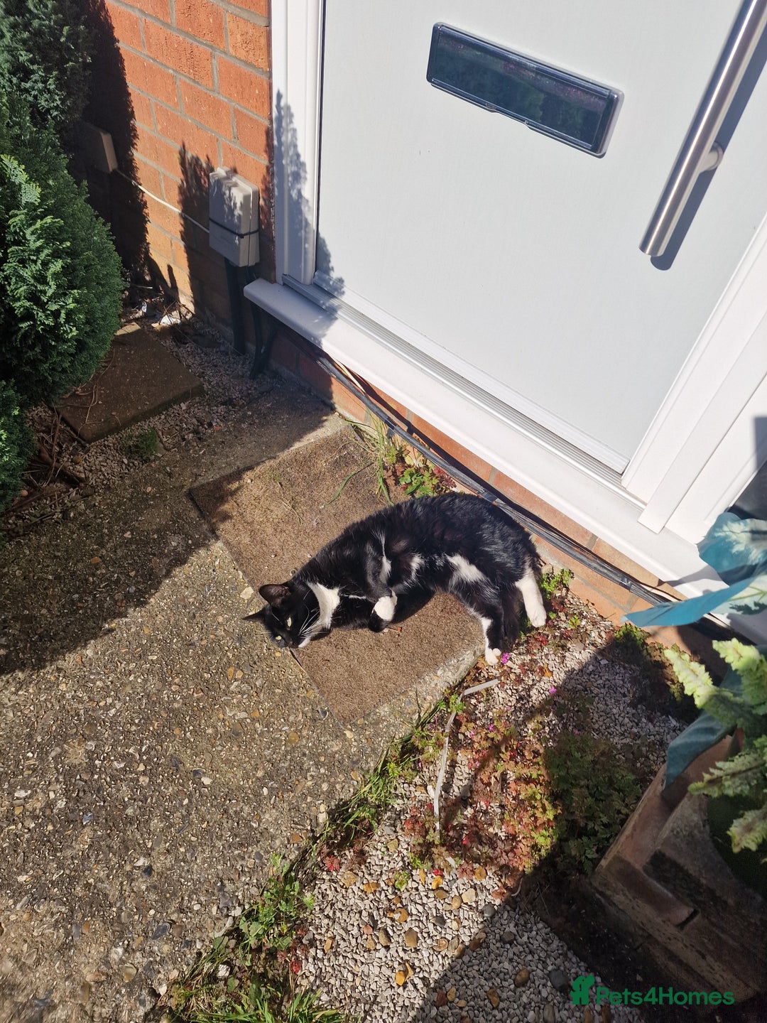 Mixed Breed cats for sale: Adult female cat looking for a loving home - Advert 5