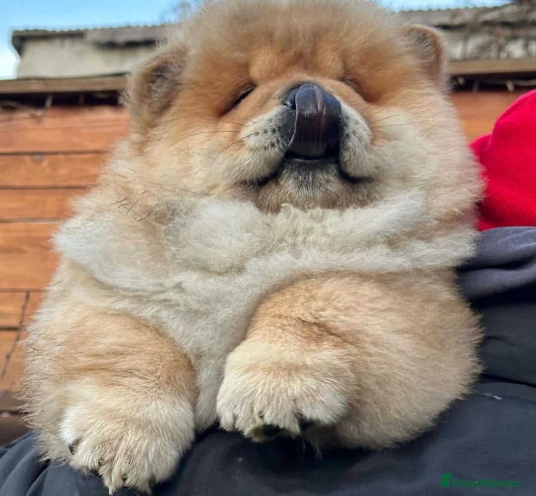 Chow Chow dogs for sale: Kc Registered Chow Chow Pups - Image 8