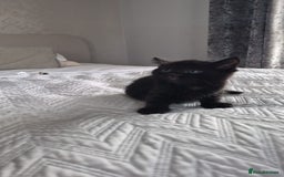 Mixed Breed cats for sale: Fluffy and Short Haired Kittens  - Image 7