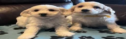 Cavachon dogs for sale: Cute Cavachon x bichon Frise puppies  - Advert 15