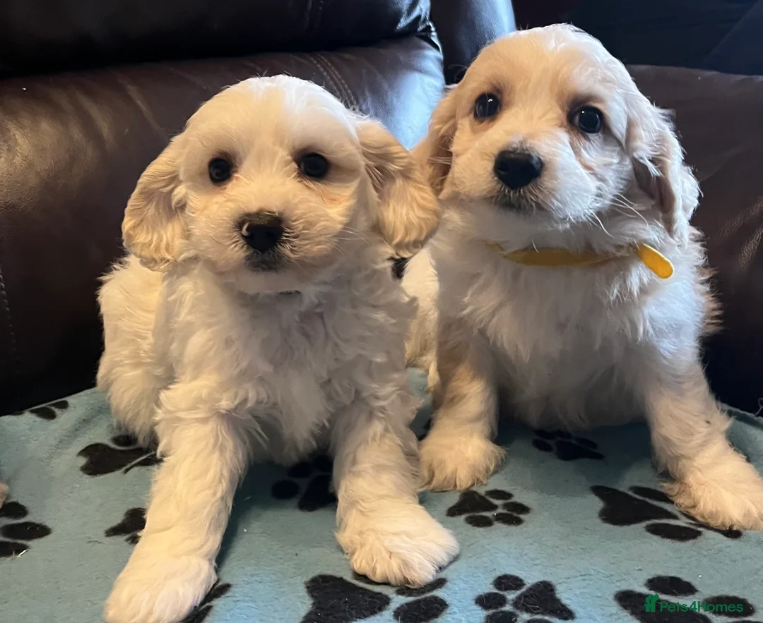 Cavachon dogs for sale: Cute Cavachon x bichon Frise puppies  - Advert 15