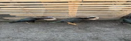 Chickens poultry for sale: Japanese cross brazillian - Advert 3