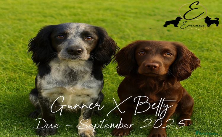 Cocker Spaniel dogs - Advert 4