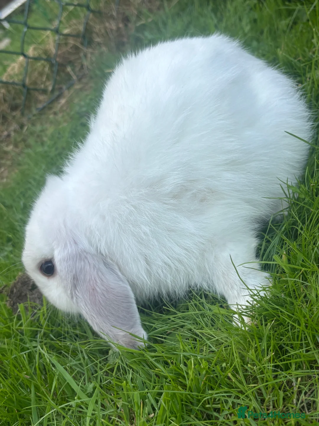 Mini Lop rabbits for sale: White a grey mini lop bunny  - Advert 8