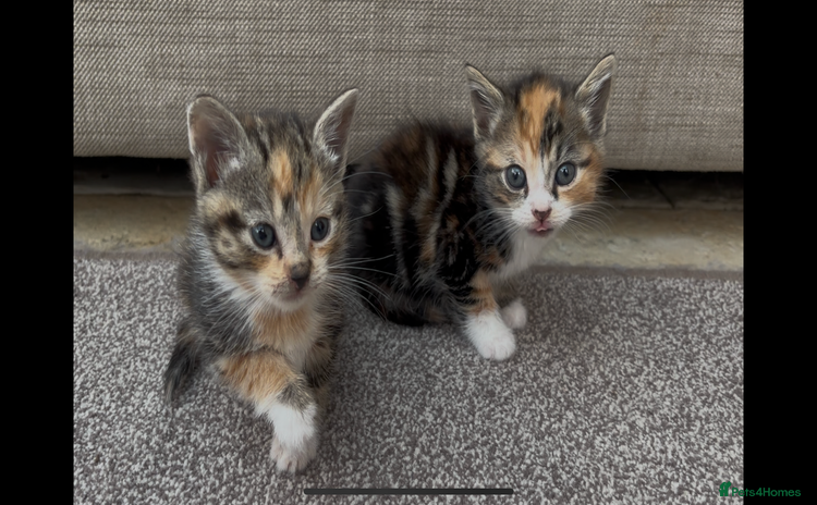 Mixed Breed cats - Advert 13