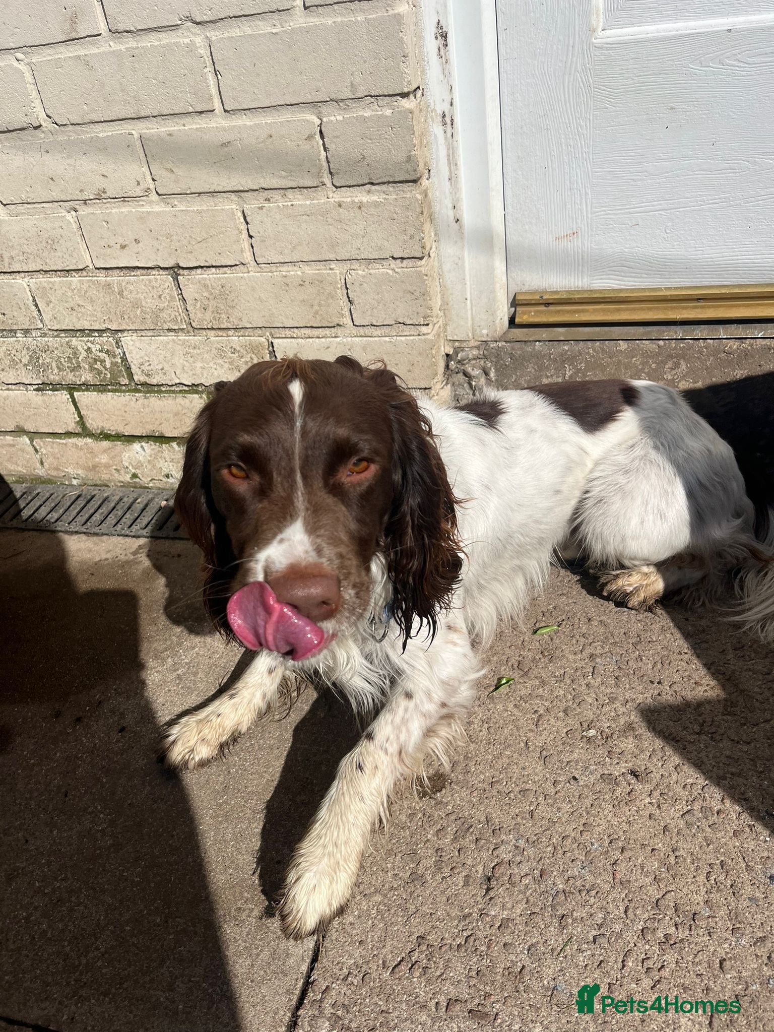 English Springer Spaniel dogs Marley  - Advert 3