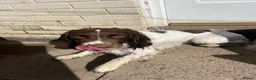 English Springer Spaniel dogs for sale: Marley  in Liverpool - Advert 1