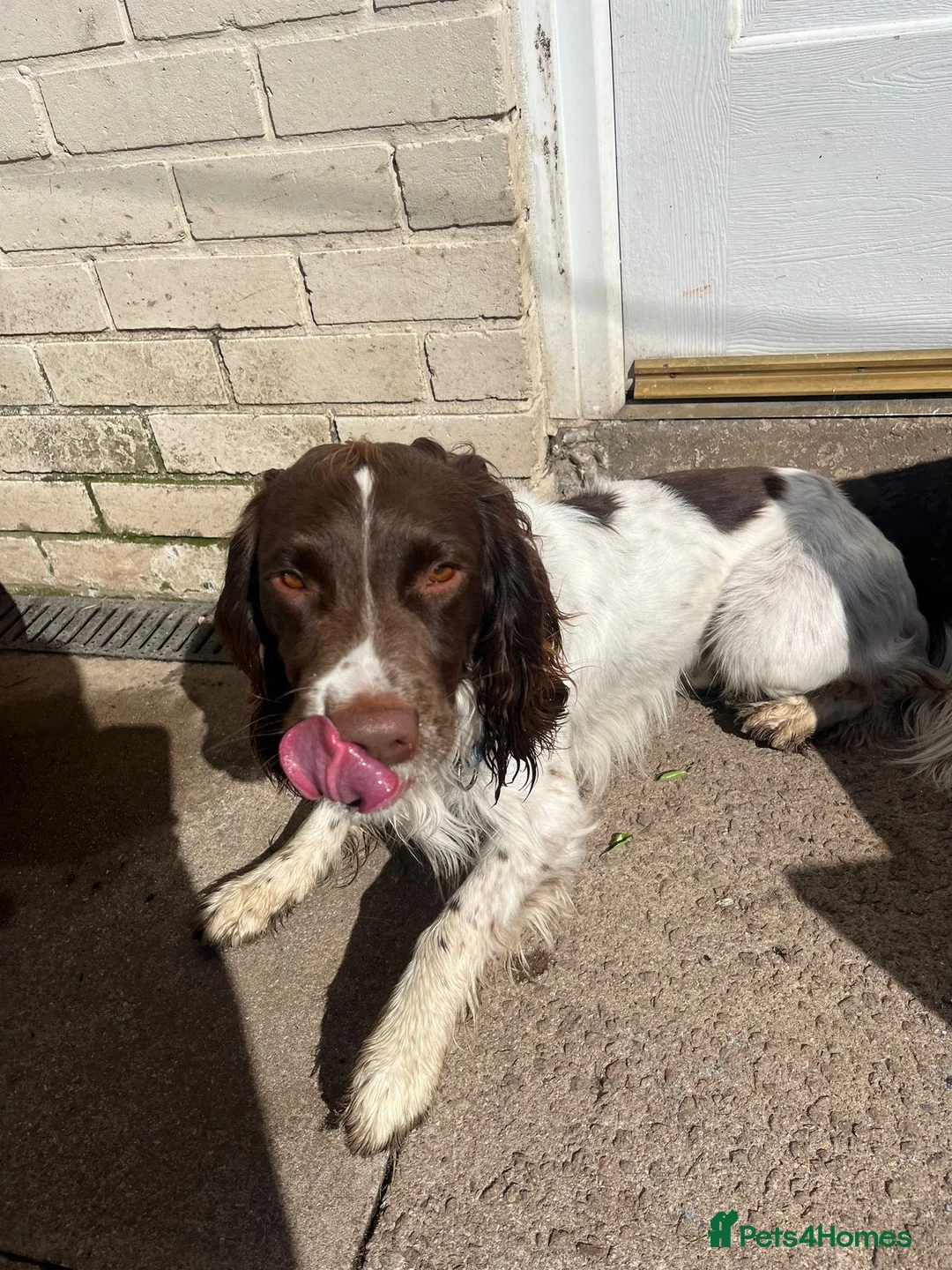 English Springer Spaniel dogs for sale: Marley  in Liverpool - Advert 1