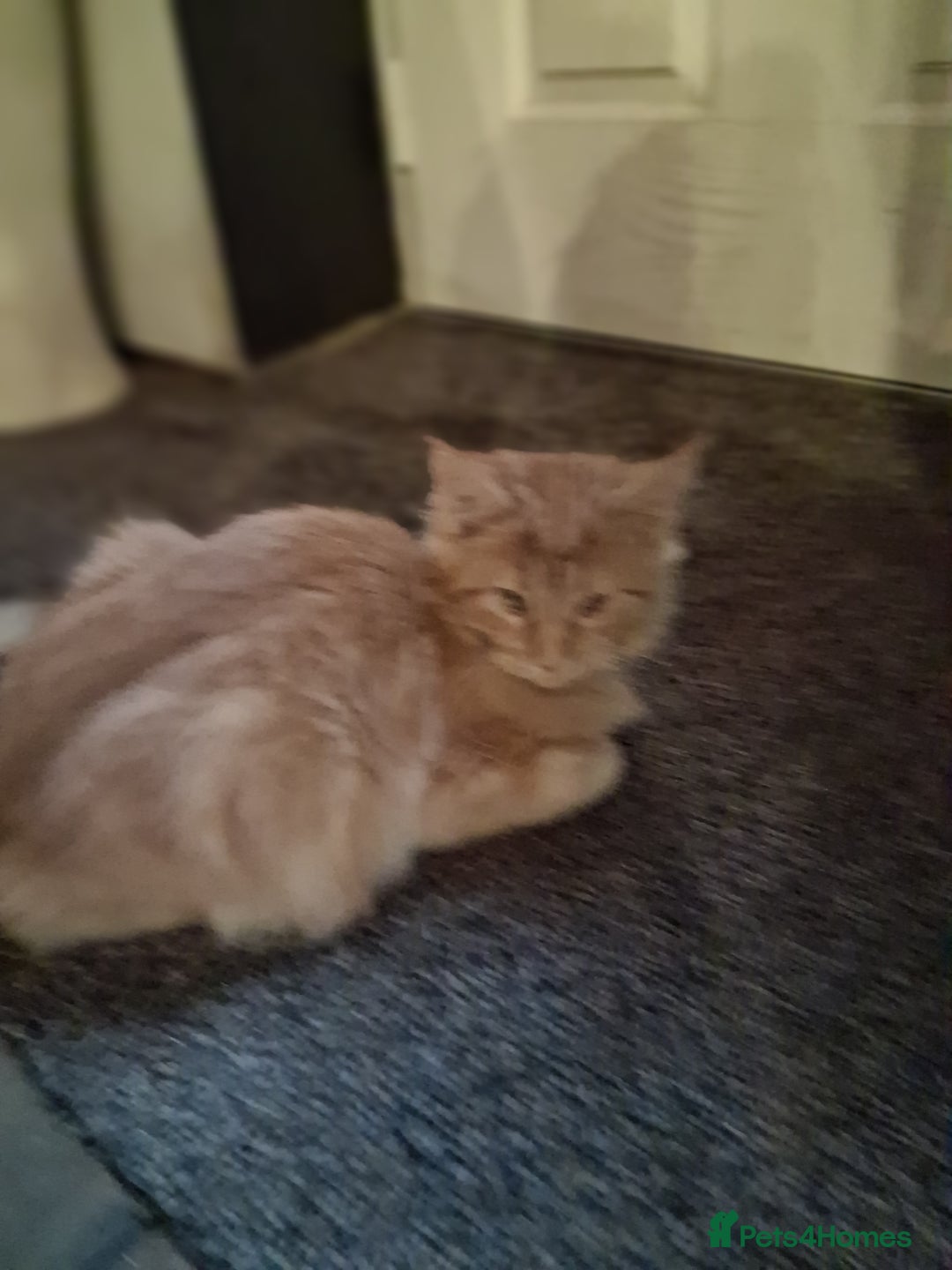 Maine Coon cats for sale: Maine coon cream xl - Advert 3