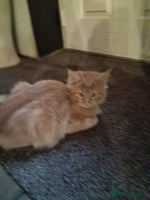 Maine Coon cats Maine coon cream xl - Advert 6