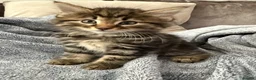 Maine Coon cats for sale: 🐾 Beautiful Maine Coon Kittens Ready Now! 🐾 - Advert 5