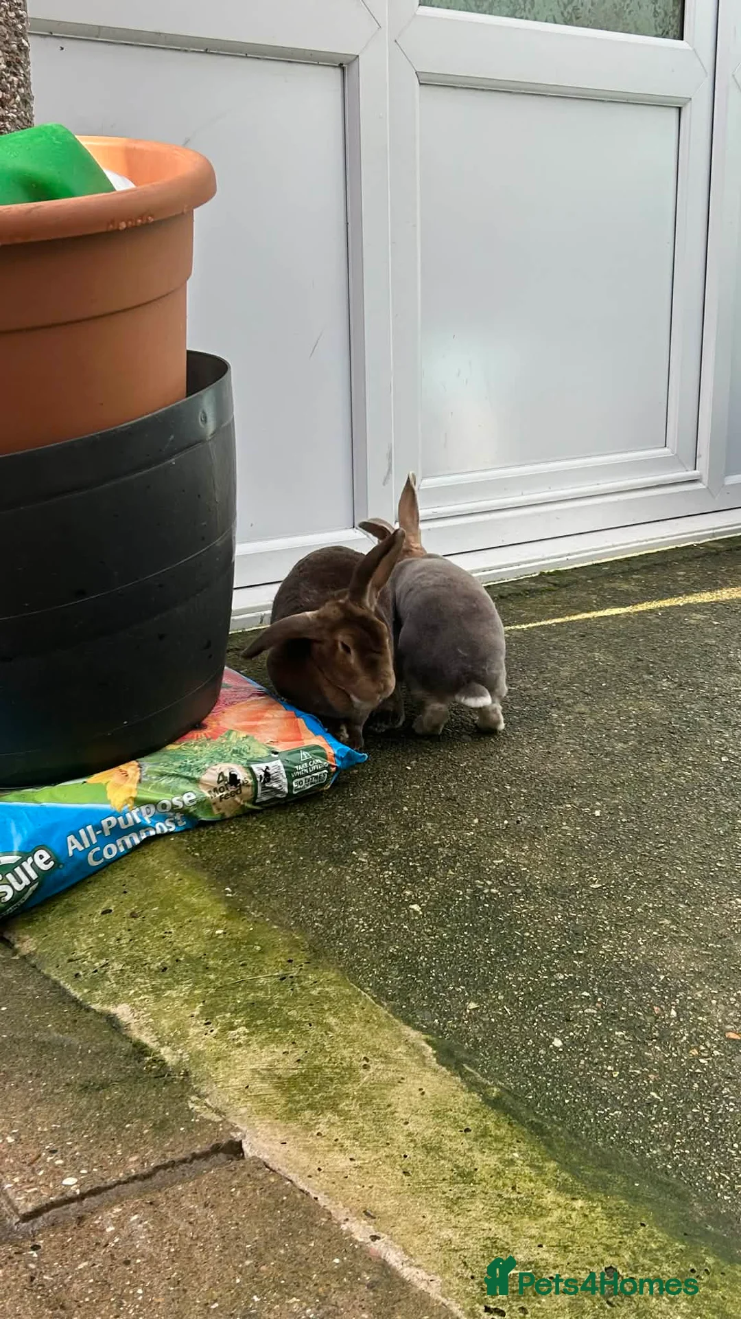 Rex rabbits for sale: 2 female Spayed Rex bonded sisters  - Advert 2