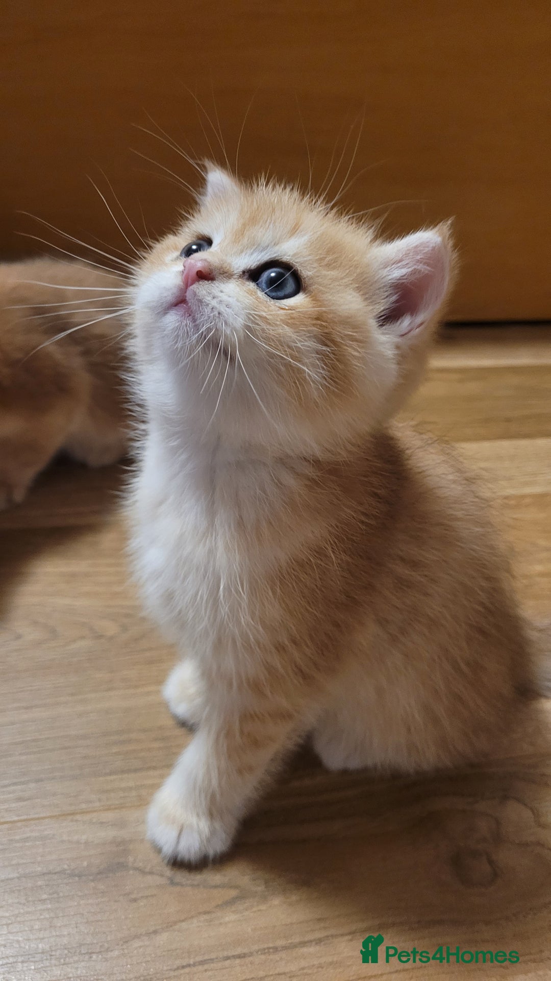 British Shorthair cats for sale: British shorthair kittens  - Image 5
