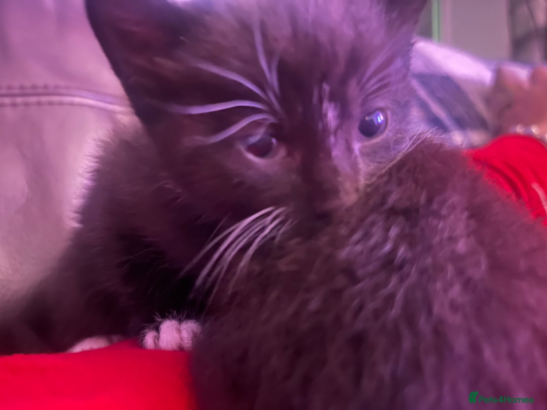 Domestic Shorthair cats for sale: 4 gorgeous kittens  - Image 28