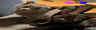 Russian Blue 1