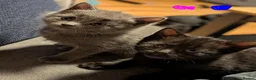 Russian Blue cats for sale: Russian blue kittens for sale.  - Advert 11