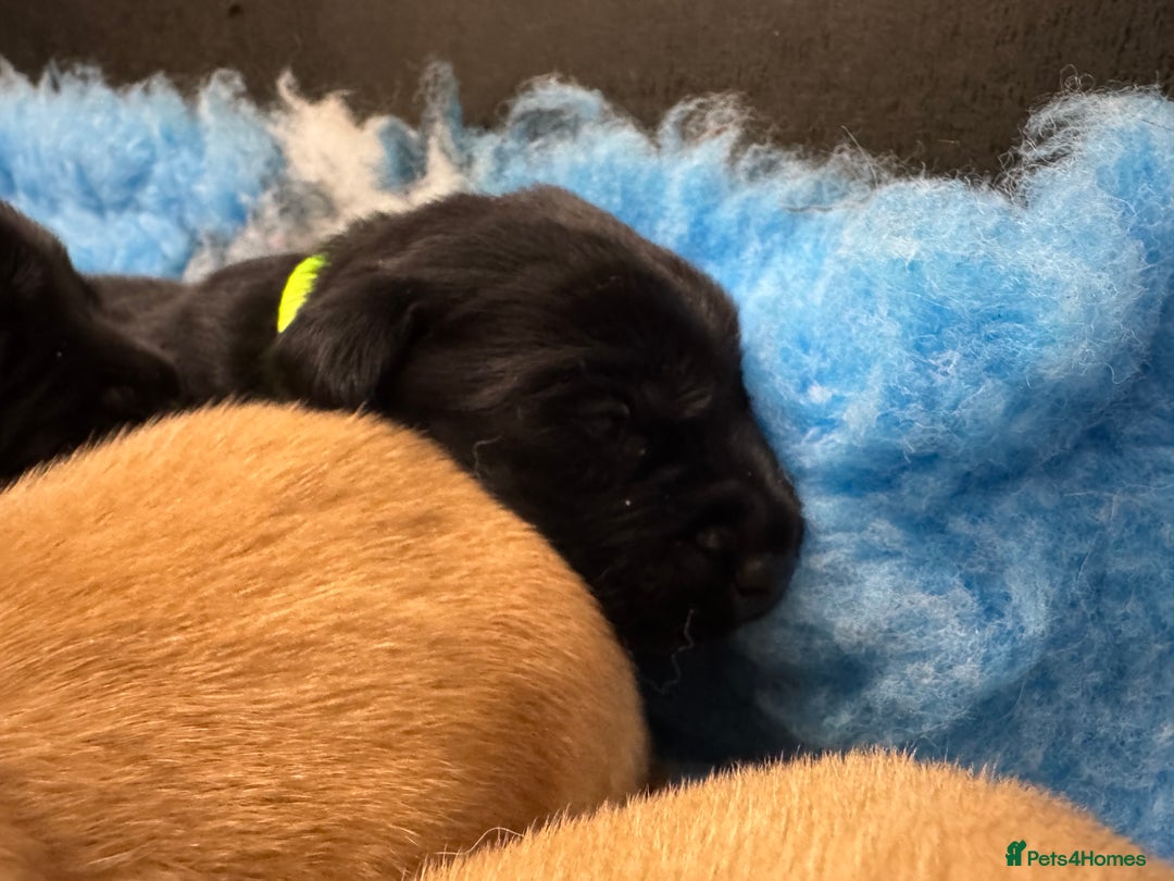 Labrador Retriever dogs for sale: Kennel Club Registered Labrador puppies  - Image 6