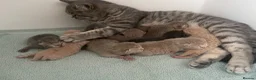 British Shorthair cats for sale: STUNNING LITTER OF RARE COLOUR KITTENS  - Advert 9