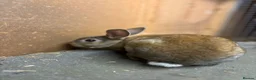 Rex rabbits for sale: 7 rex baby rabbits (kits) - Advert 4