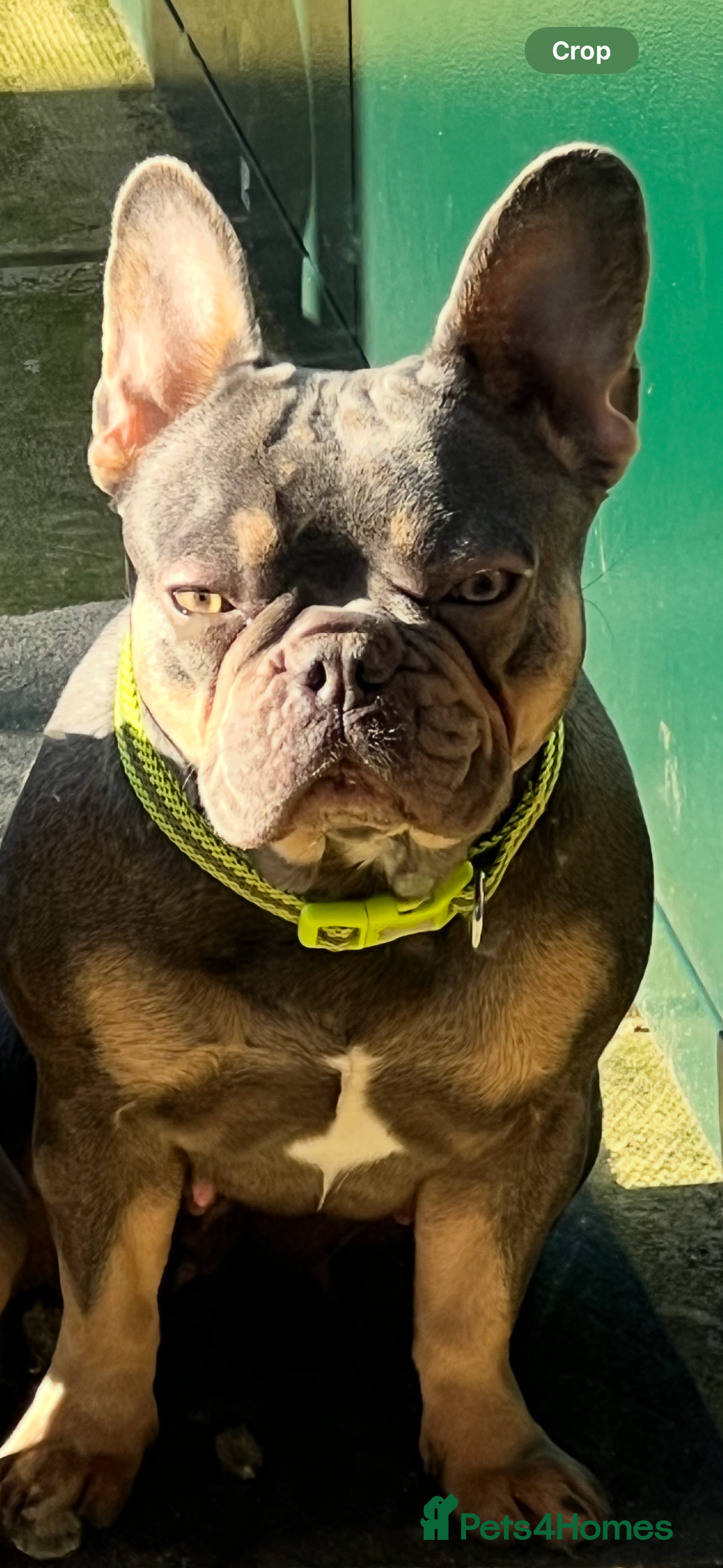 French Bulldog dogs for sale: Female Merle French bulldog  - Advert 9