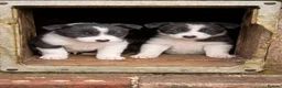 Border Collie dogs for sale: Gorgeous Lilac and white collie pups  - Advert 3