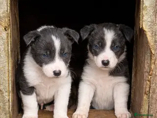 Border Collie dogs Gorgeous Lilac and white collie pups - Advert 1