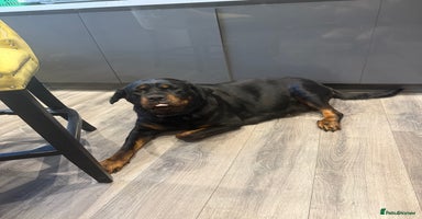 Rottweiler dogs - Advert 6