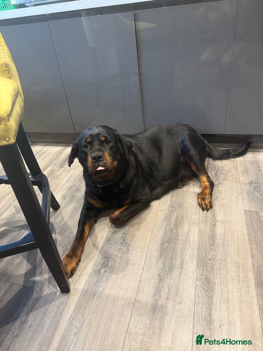 Rottweiler dogs for sale: Rottweiler puppies for sale  - Image 5