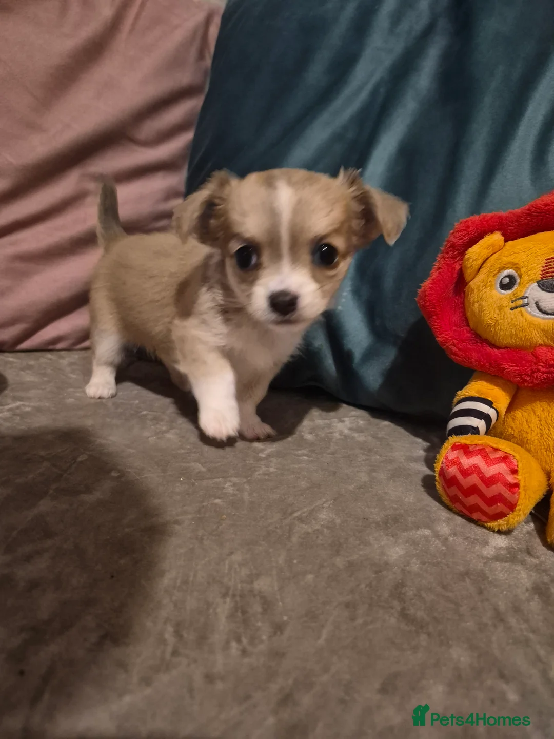 Chihuahua dogs for sale: Pure Chihuahua puppies  - Advert 13