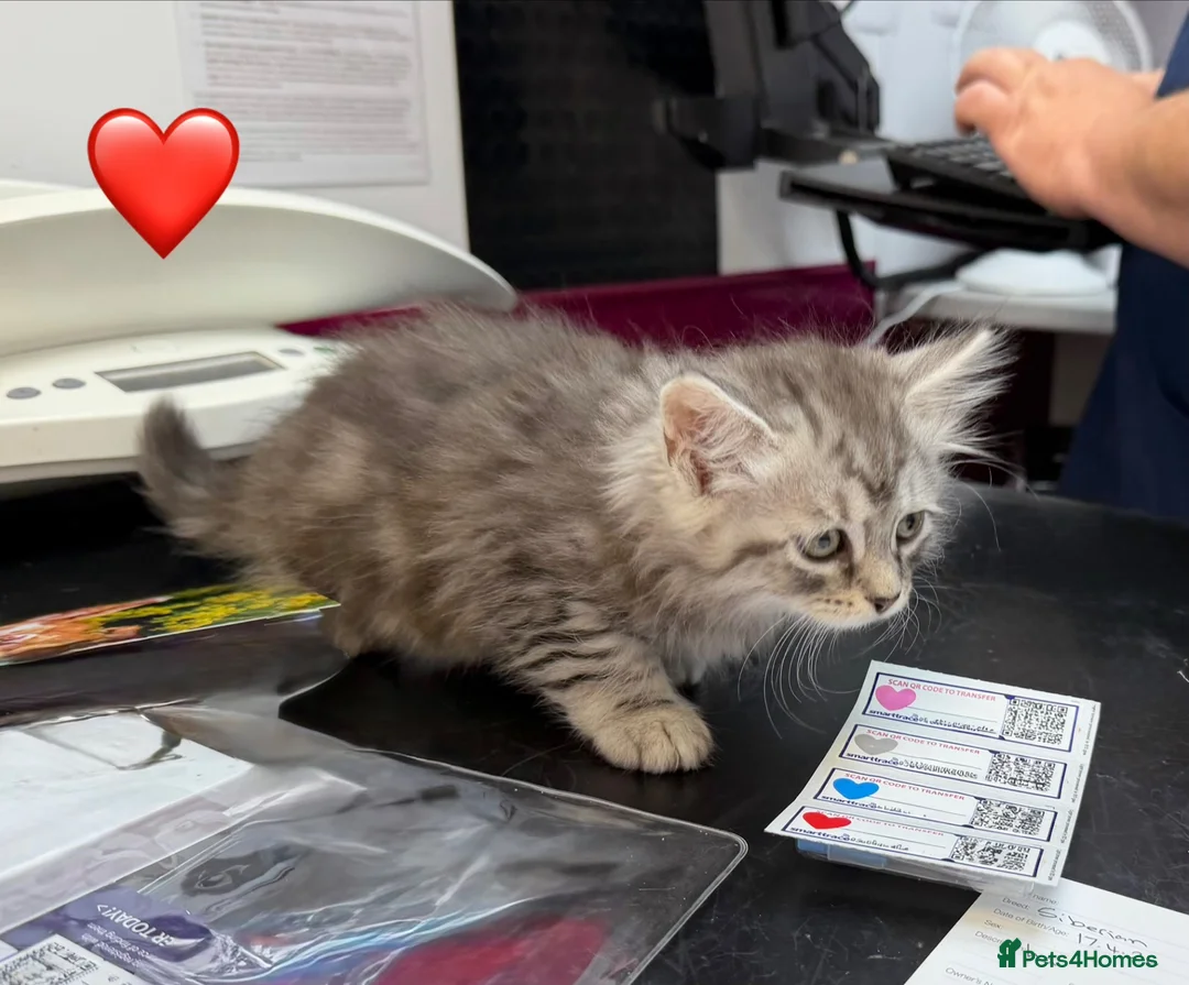 Siberian cats for sale: Siberian kittens  - Advert 2