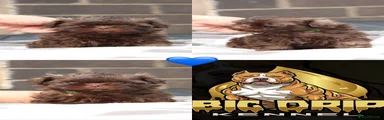 Shih Tzu 2