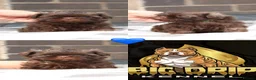 Shih Tzu dogs for sale: Imperial Shih Tzu’s  - Advert 3