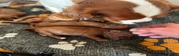 Cavapoo dogs for sale: Stunning Cavapoo puppies ready now  - Advert 4