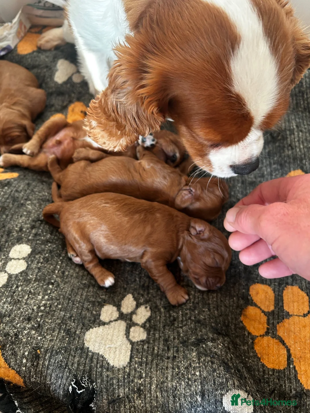 Cavapoo dogs for sale: Stunning Cavapoo puppies ready now  - Advert 4