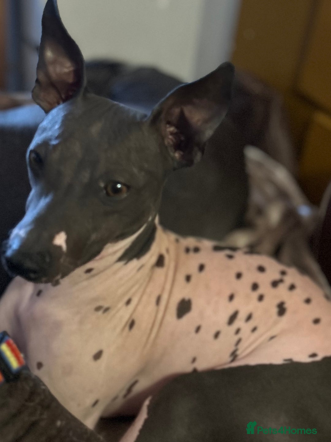 Mexican Hairless dogs for sale: Mexican Hairless, - Image 2