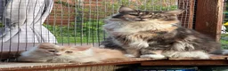 Maine Coon cats for sale: Pedigree Maine Coon Ex Queen - Advert 7